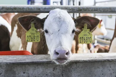 Automated cowshed